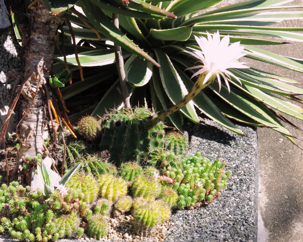 花壇作りのtwitterリアルタイム検索結果 Meyou ミーユー 花壇作りのtwitterリアルタイム検索結果 Meyou ミーユー