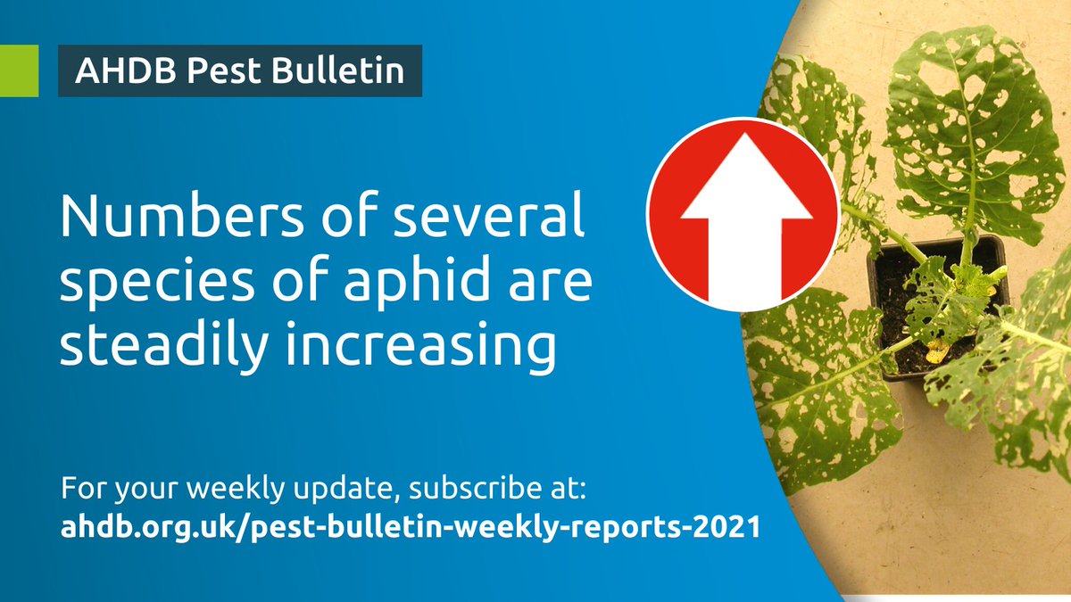 The latest Pest Bulletin showed that numbers of several species of aphid are steadily increasing ⬆️

You can read the full summary and reports here: 
ahdb.org.uk/pest-bulletin-…