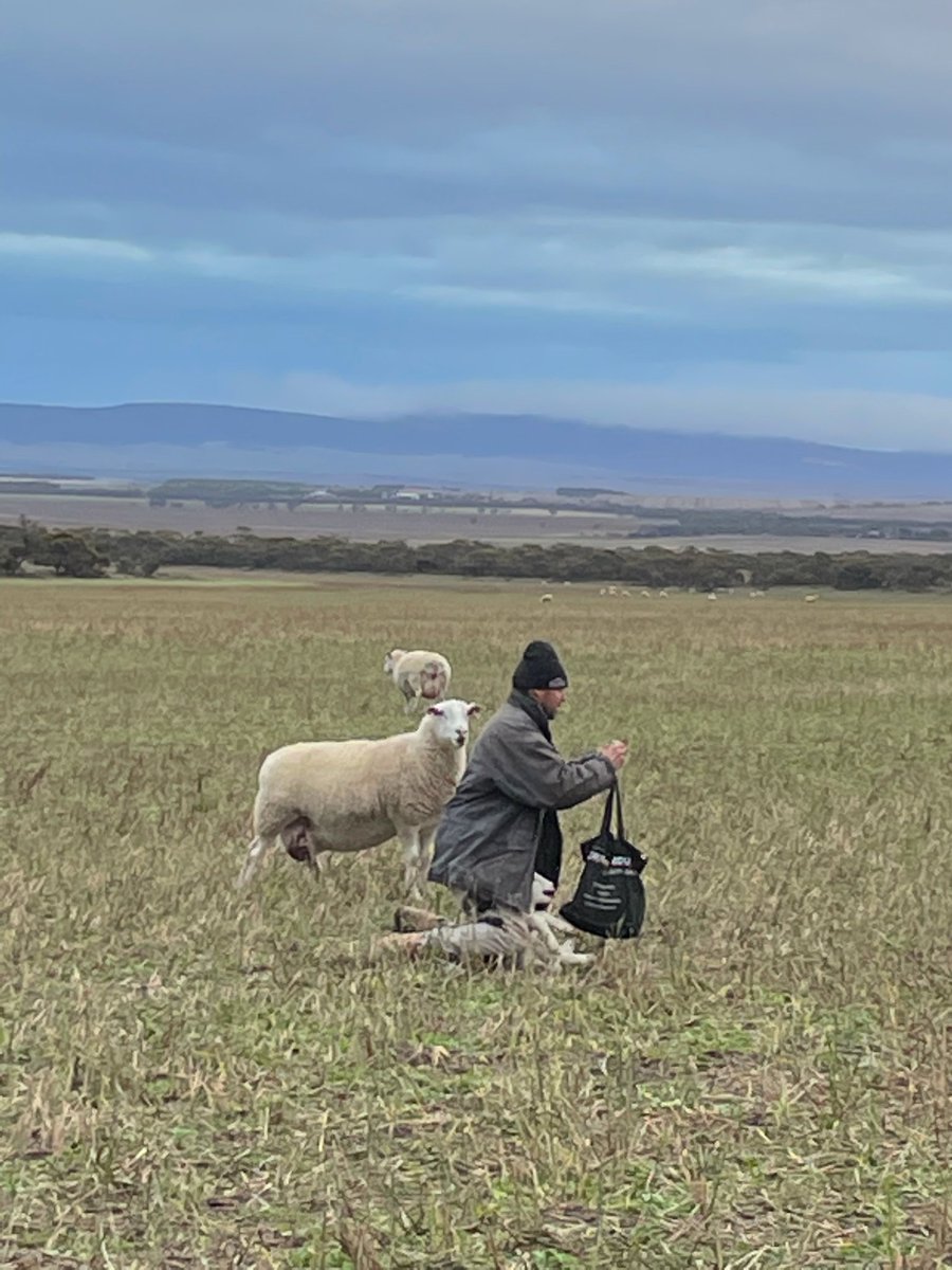 Uralba White Suffolk tweet media