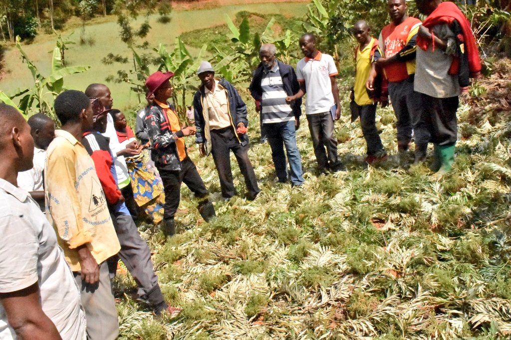 RTNBurundi's tweet photo. La Direction Générale de l'@ANACOOP_BURUNDI effectue une descente à la colline #Kibogoye commune Muramvya @MuramvyaProv , regroupant les 5 coopératives #Sangwe et  #COMABU en unité de coopérative(#USACO_Urubumbiro)
 pour produire les produits maraîchers https://t.co/ObfLpZfsdo