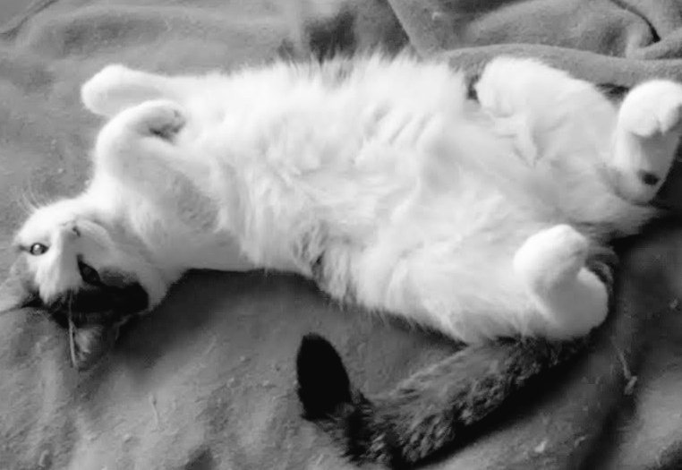 catgang_berlin's tweet photo. Hello lovely furiends, do you wanna give me some belly rubs? It's very soft and fluffy! * πΊβοΈππ€ποΈ #CatsNoirFriday #JellyBellyFriday #CatsOfTwitter #Cats #CatFluff *hint: It's a trap! https://t.co/j4zDbuv7mv