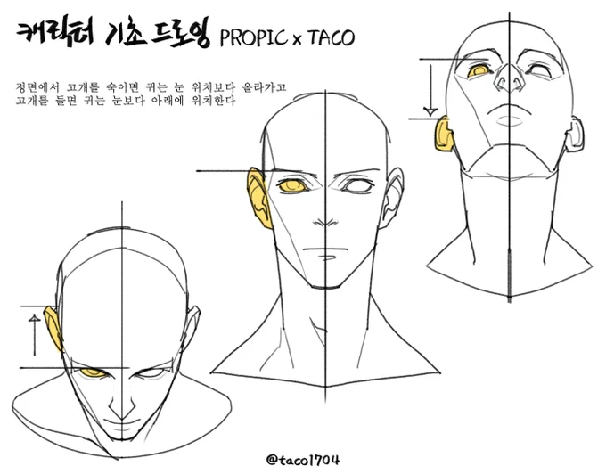 정면에서 고개를 숙이면 귀는 눈 위치보다 올라가고 고개를 들면 귀는 눈보다 아래에 위치한다 