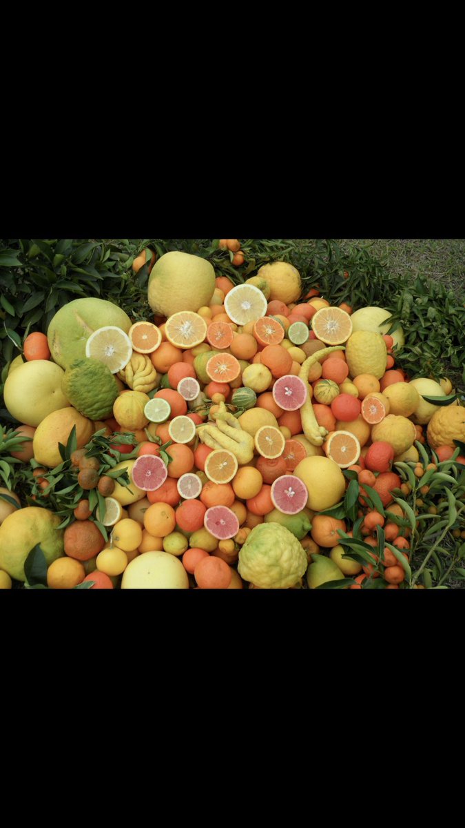 INRAE_Corse's tweet photo. #Cedrat #Cedratier nous avons été sollicité par une personne à la recherche de plant de cédratier non greffé @CDA2B @cracorsica20 @CDA2A @ODARCorsica @de_aop https://t.co/aQ5XSeOKtp