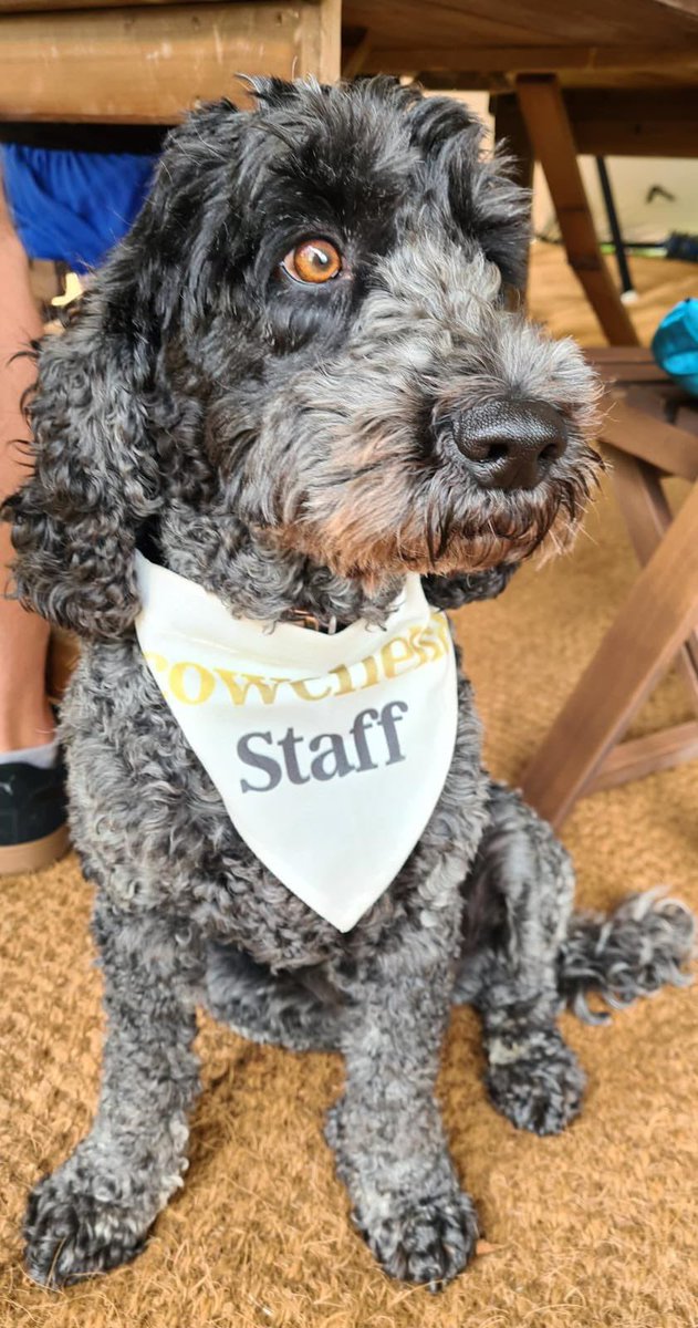 wearecowshed's tweet photo. Our mascot Archie on brand 😍😍😍 #Cowchella https://t.co/XxZjTkzmiF