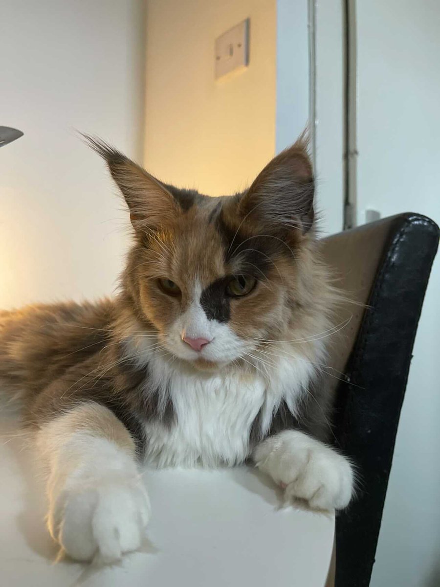 bethroyy's tweet photo. Hi I’m renting a room kelvinbridge is very cute will also live with mishka dm for more info pls retweet https://t.co/jkjnj1bF1c