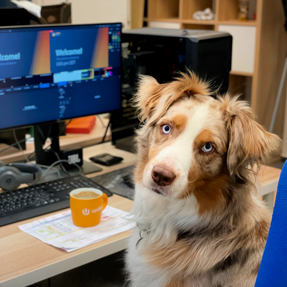 TopLineFL's tweet image. Who's a good boy? It's #TakeYourDogToWorkDay! Studies have shown that dogs in the office can improve staff well-being and productivity🐾