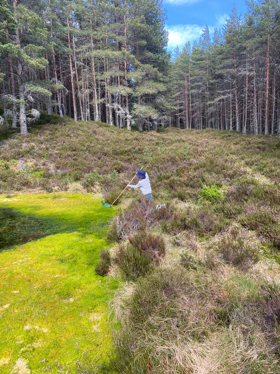 AnnaPMuir's tweet photo. Awesome to be out in Scotland in the sunshine for fieldwork at the start of the month, collecting White-faced darter larvae. My mini fieldwork assistants are now Sphagnum experts. Connectivity and management unit results to follow! https://t.co/iBSElqvvAN