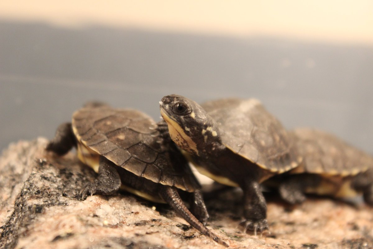 GBayBiosphere's tweet photo. Be prepared to help local turtles! GBB is offering Turtle Trauma Kits at our shop. Order them online, and come pick them up curbside at our new office location.
https://t.co/Zad7mRrJjp
#BrakeForTurtles https://t.co/FSVifCrj75