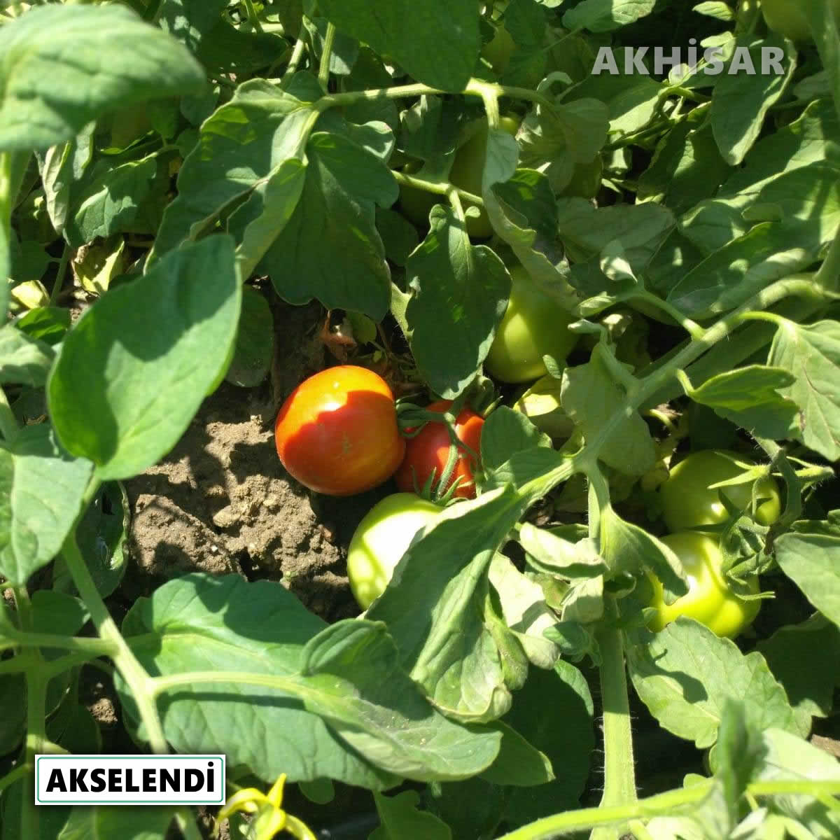 AkhisarTarim's tweet photo. ✅ #Sebzecilik teknik ekibimiz saha çalışmalarına devam ediyor
🔴 #Domates tarlalarında hastalık-zararlı kontrolleri yapıldı
🔵 WhatsApp Danışma Hattımız üzerinden ulaşan teknik destek talebi üzerine, çiftçimiz tarlada ziyaret edilerek bilgilendirildi https://t.co/cTfOlZXA8H