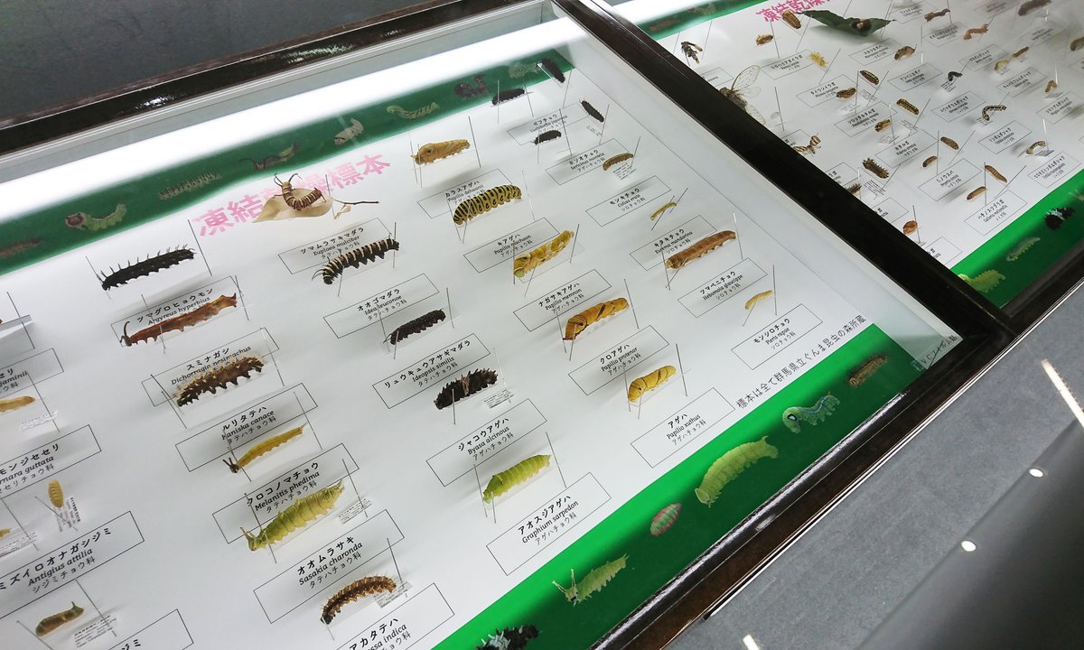 話題の凍結乾燥標本。いもむしたちが・・ こんなに綺麗なまま標本に 