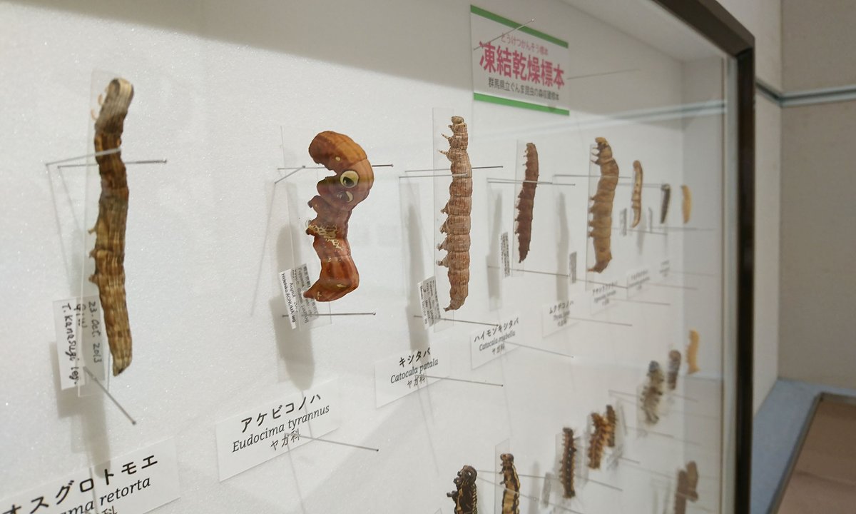 話題の凍結乾燥標本。いもむしたちが・・ こんなに綺麗なまま標本に