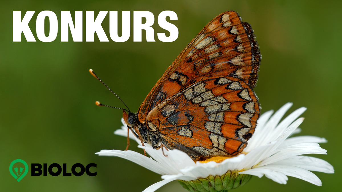 open_forest's tweet image. Przypominamy, że zostało już tylko 5 dni, żeby wziąć udział w naszym konkursie dla uczniów - wystarczy do tego telefon z zainstalowaną aplikacją BioLoc i spacer na łąkę czy do lasu. Zgłaszajcie nam swoje obserwacje, czekają nagrody! Szczegóły konkursu na stronie Open Forest Data.