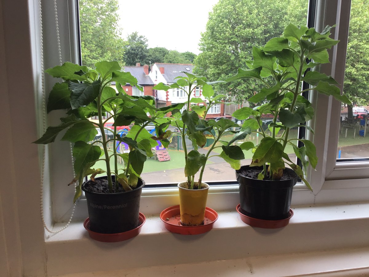 ABCPschool's tweet photo. Our sunflowers are growing well π» #Class45H #Sunflowercompetition https://t.co/MMsWRz1UFb