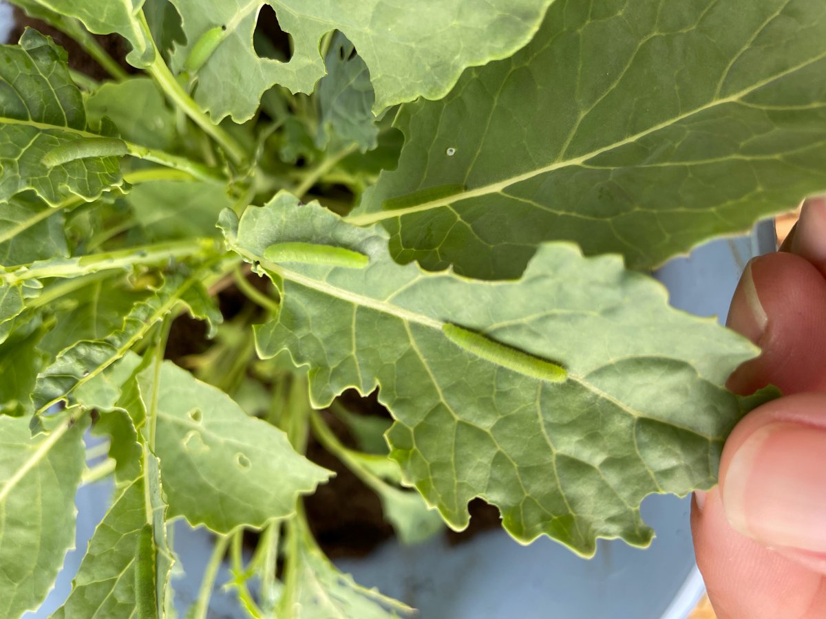 ZacharyOS's tweet photo. Chelsea from Cedar Falls had a question this morning. She found 15 green caterpillars on a kale plant that was already struggling this season.
I told her I know of only one solution: listen to #HortDay at 10 a.m. this morning. #mfhd https://t.co/0BcynPsoyN