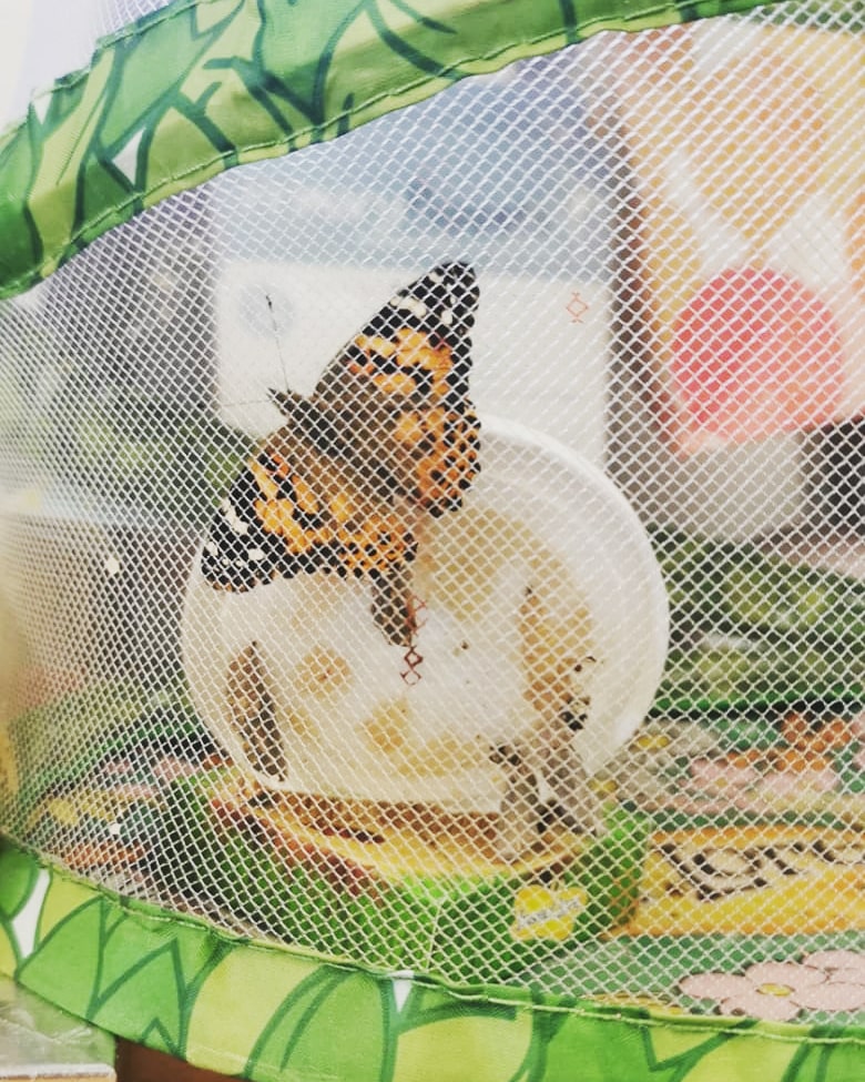 ArcPre's tweet photo. First came the catterpillar which then transformed into a beautiful butterfly 🦋😍

#catterpillartobutterfly #woolpitarc #preschool #suffolk https://t.co/nvCbx3azec
