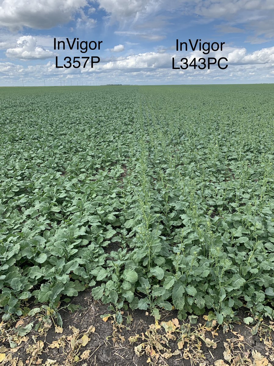 Justin Jamault (@justin_jamault) on Twitter photo InVigor DST seeded May 11 in Dominion City, MB. New 300 series #BlacklegResistance #PodShatter #2ndGenClubroot hybrids on display. Be sure to check out the yields this fall at invigorresults.ca <a href="/BASFAgSolutions/">BASF Canada Agricultural Solutions</a> InVigor DST seeded May 11 in Dominion City, MB. New 300 series #BlacklegResistance #PodShatter #2ndGenClubroot hybrids on display. Be sure to check out the yields this fall at invigorresults.ca <a href="/BASFAgSolutions/">BASF Canada Agricultural Solutions</a>