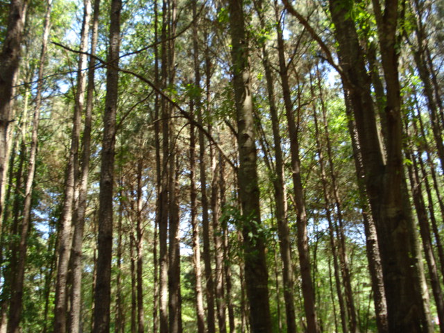 ClementsRealto1's tweet image. What a find!  TALL SHADE TREES and 3/2/2 on 2.5+/- wooded acres with WBFP, enclosed deck, partially fenced, storage building and more!  #ClementsRealtors #MyCountryHome #BetterThanRenting #SmallAcreage #EastTexasWoods