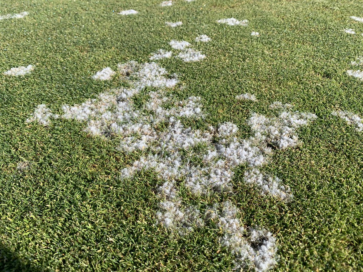 BeaverTurfLab's tweet image. Unprecedented heat this weekend in the PNW has our risk of dollar spot and anthracnose high 🥵 Try not to get behind on those spray intervals! Moisture meters will be key this weekend to keep things going and avoid pushing areas towards Pythium risk.