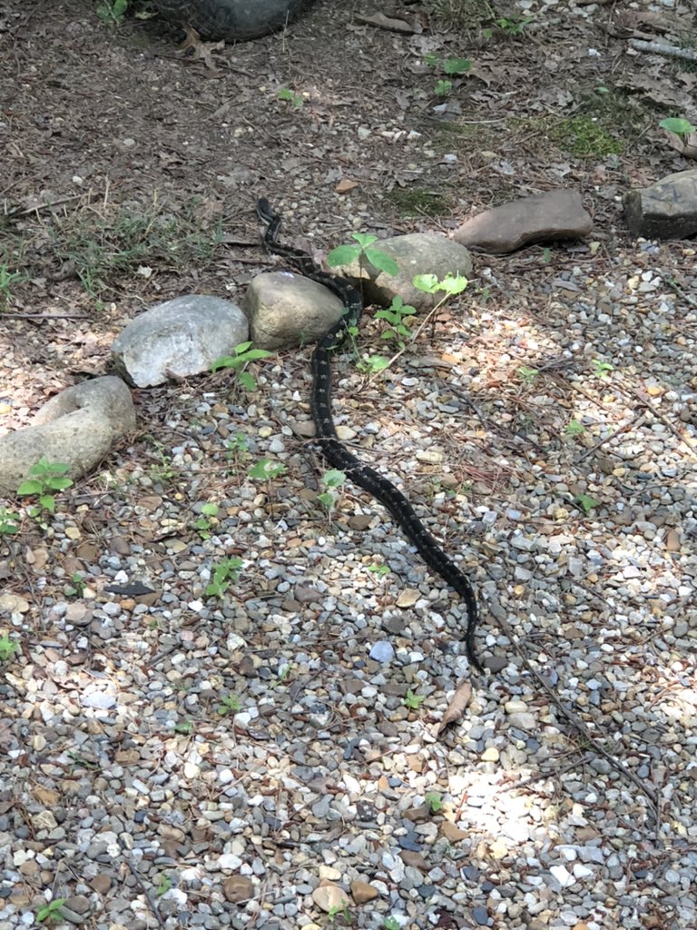 BigZachSnx's tweet photo. @tnwildlife what is this snake?? https://t.co/oxqtGfvLG4