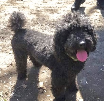 millypod1's tweet photo. π21 JUNE 2021. RAFAS #Lost #ScanMe
Black Poodle: Standard Male
Escaped house Ripple Road between #Barking & #Upney #IG11 nr #Dagenham #London
SIGHTINGS PLZ βοΈ07886608584/ 07828907872
https://t.co/0PExEMCotR https://t.co/WvsbiuEj8h