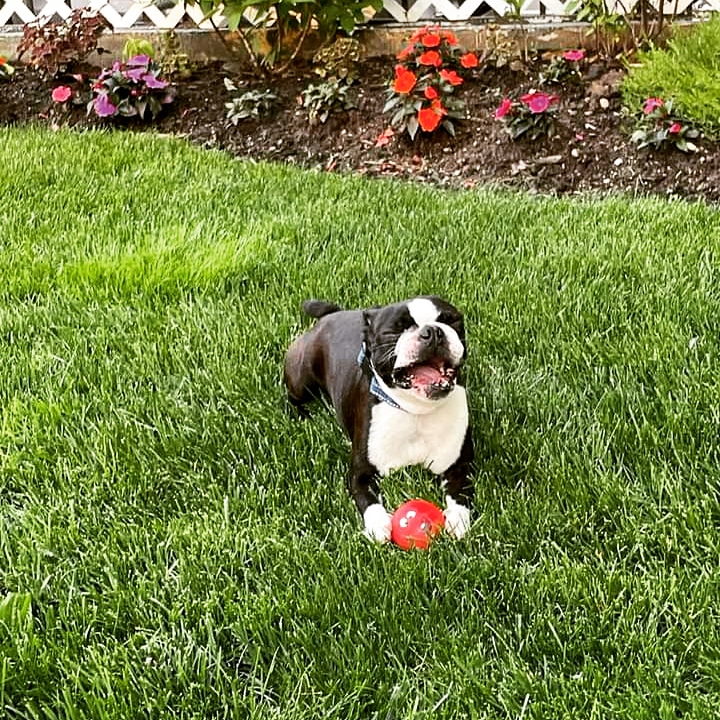Free_Synagogue's tweet photo. Today is Bring Your Dog to Work Day!
This is Nero, the Syna-Dog enjoying some playtime in our Centennial Garden!
#BringYourDogToWorkDay #dogsoftwitter #garden #happypupper #Flushing #Queens #Playtime #dogsofqueens #happysummer https://t.co/NyXay0gqxl