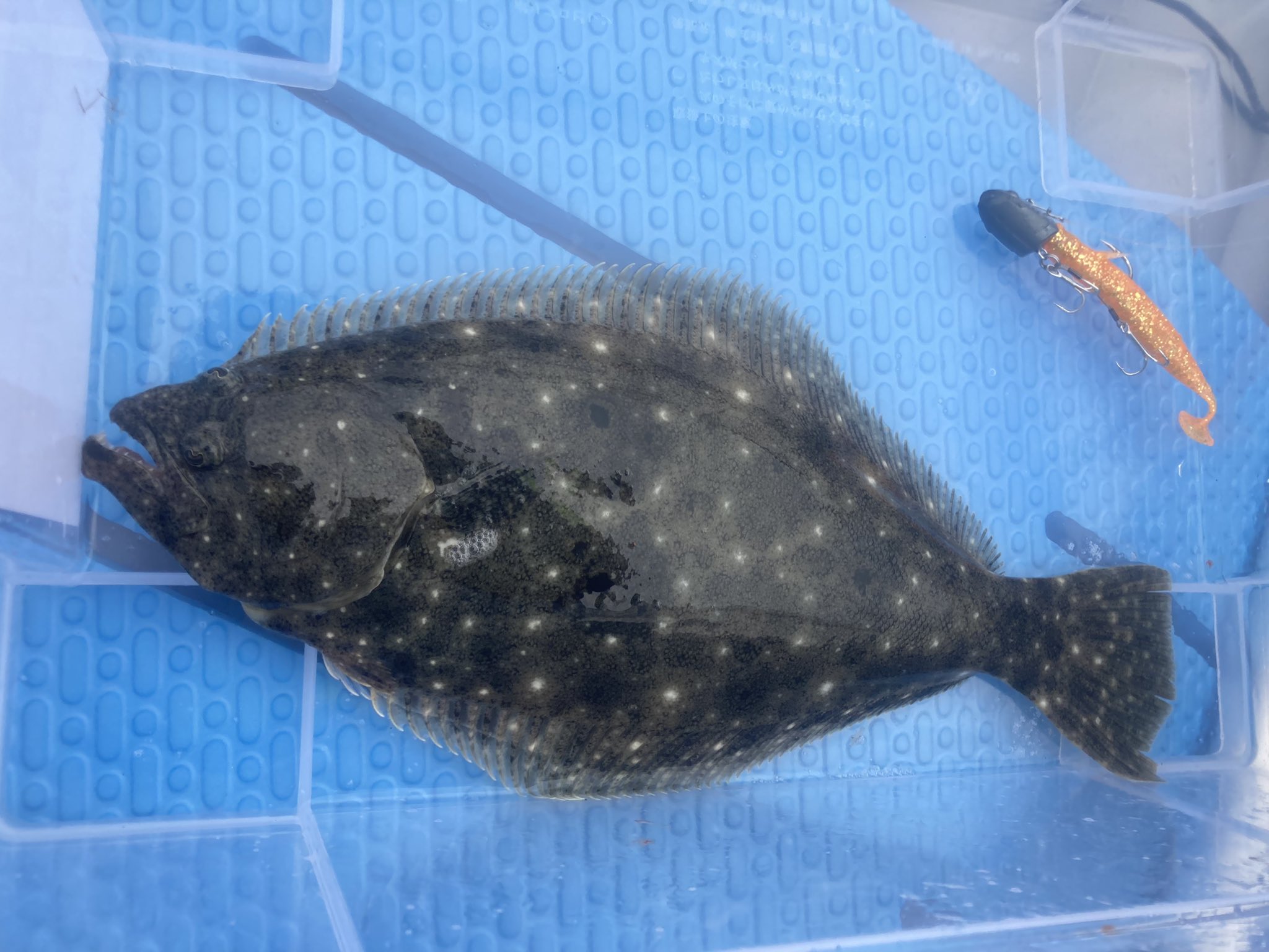 たけ 復活 本日の朝ボートの釣果は マゴチ2 ヒラメ ソゲ 1 ショゴ1 ワカシ1 以上 最近ちょっとフラットゲームに嵌まってきちゃったなあwww ボート釣り ルアーマゴチ ヒラメ 三浦半島 T Co Iv0nuhz33v Twitter