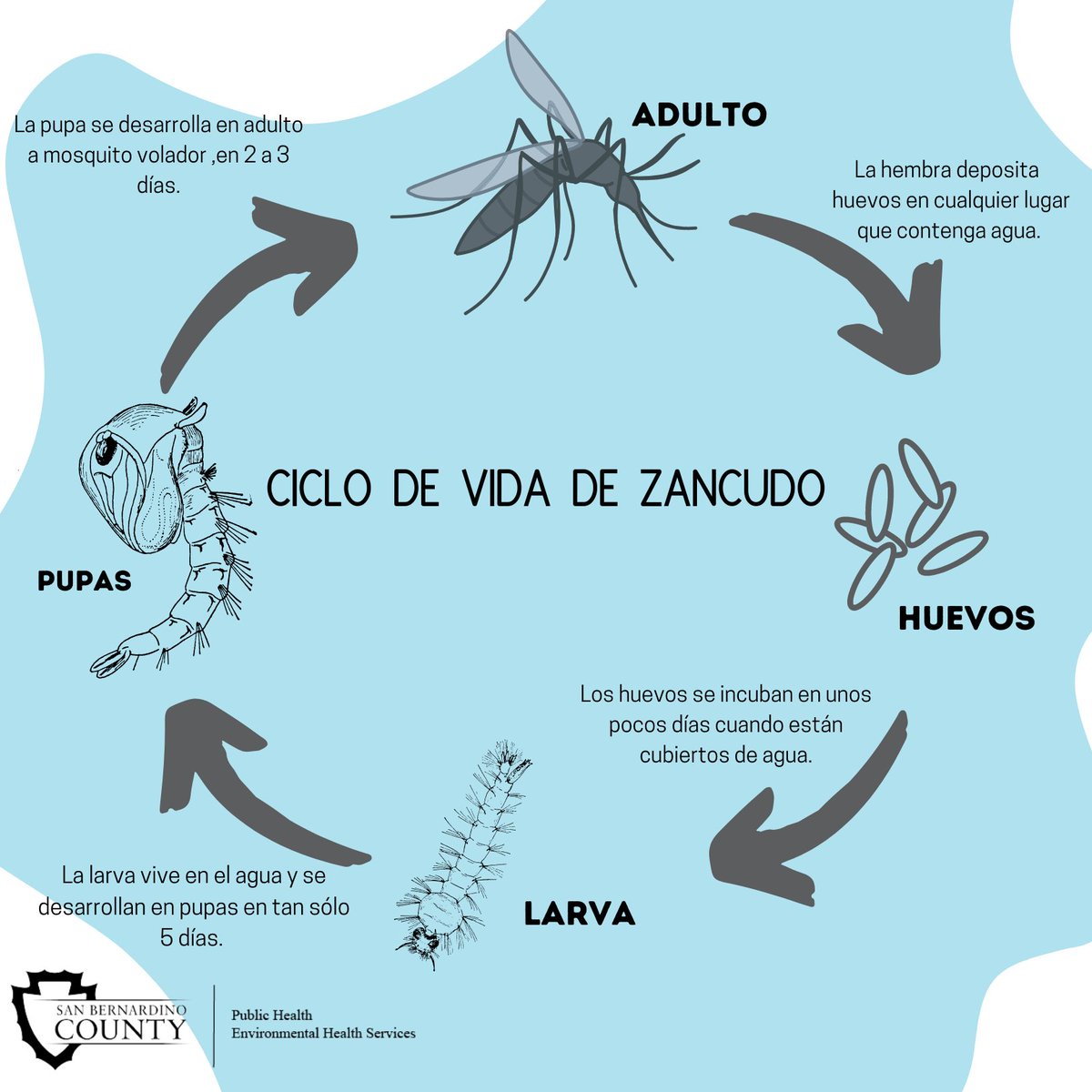 Los #zancudos tienen 4 etapas de vida: huevo, larva, pupa y adulto. Los  zancudos pueden vivir y reproducirse dentro y fuera del hogar. El ciclo de  vida completo, desde un huevo hasta, image size:1200x1200