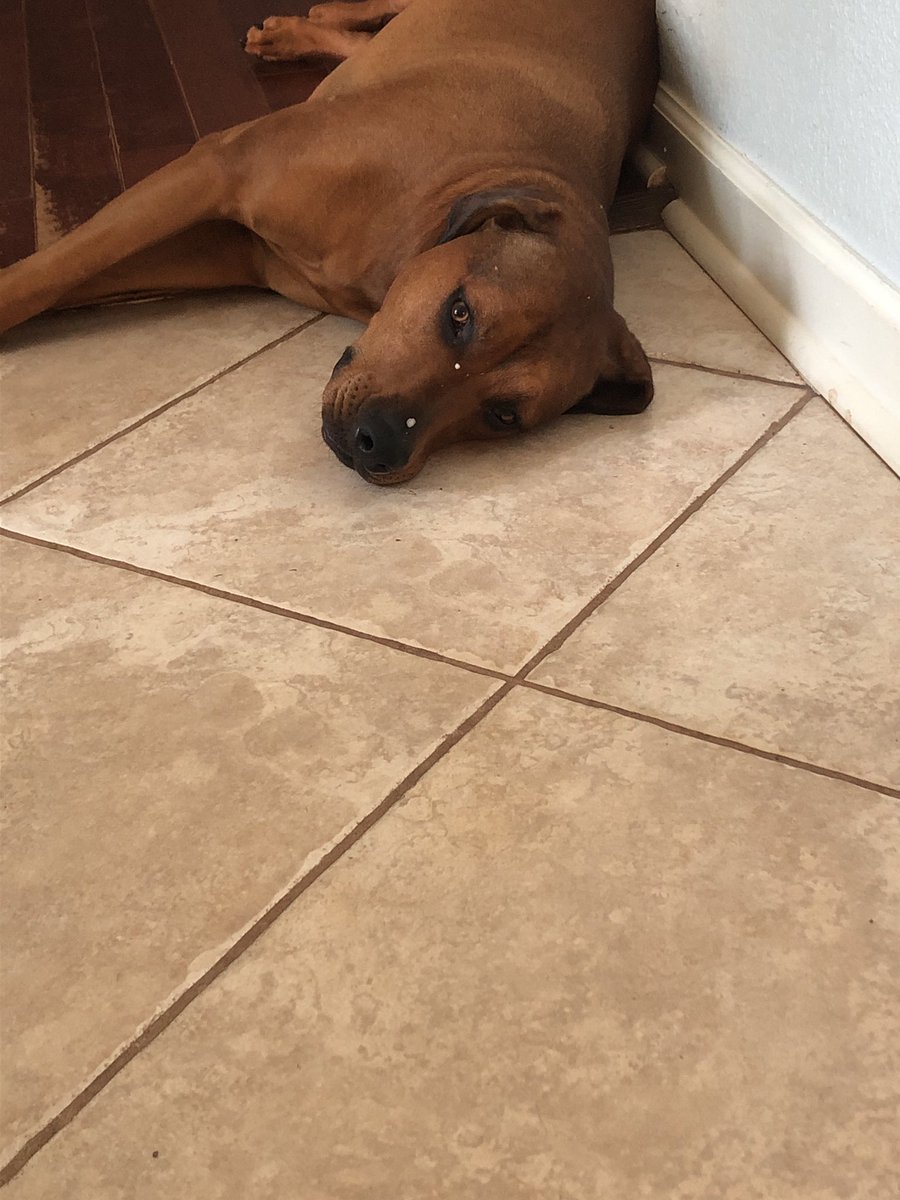 MsMolly_Maggie's tweet photo. Gave Mom puppy dog eyes yesterday because the gravy on my face tells her I’m the one who knocked Dad’s leftover lunch off the counter and ate it. #puppydogeyes #mischeviousdog #dogsofinstagram https://t.co/dz8aqqFXsS