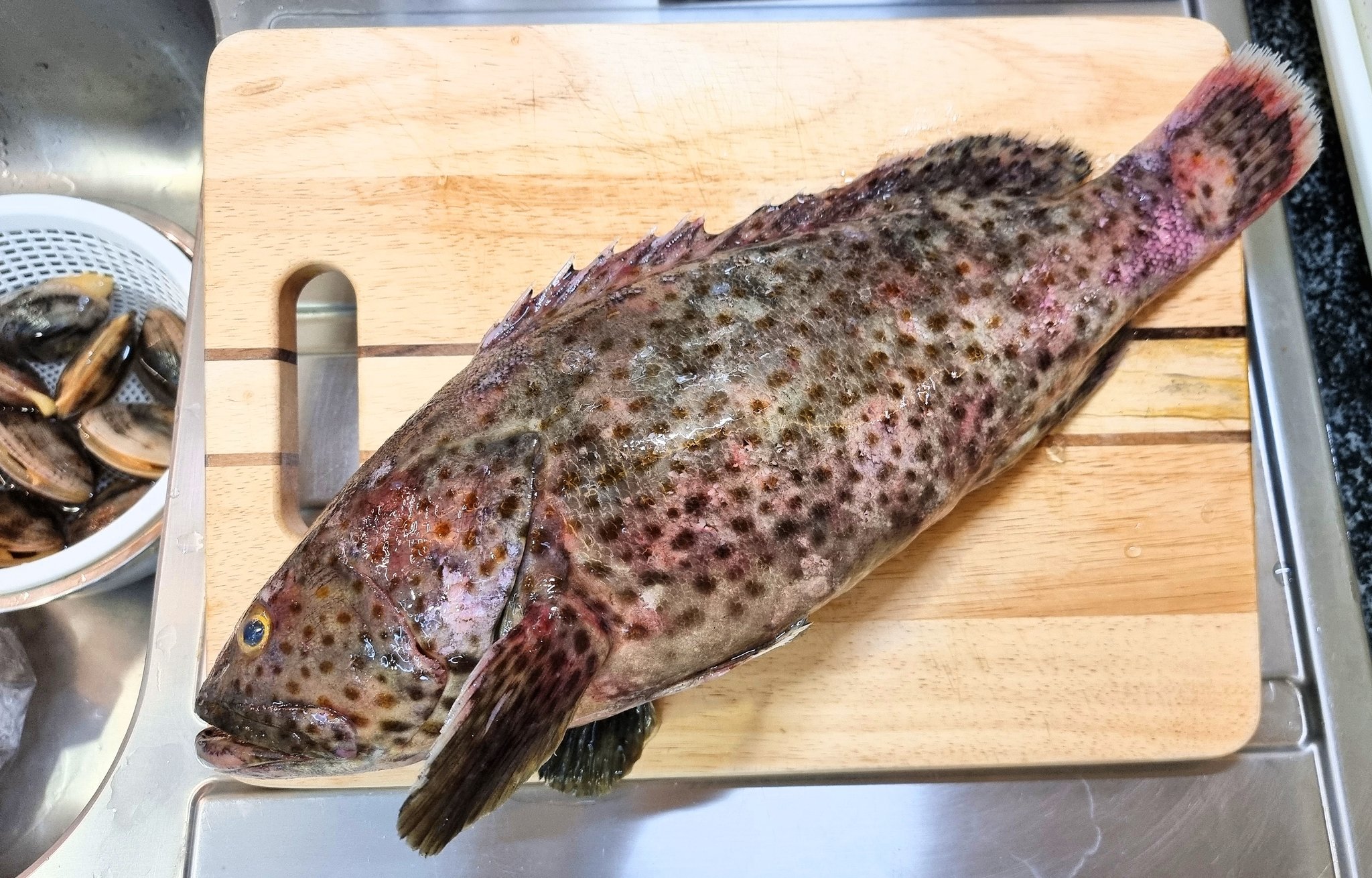 小金井亮平 ハタって魚はなんでこんなに種類が多いのか アラにクエ その他ハタ数百種類 どれがどれなのか多すぎて判別不能 という事で人生初のハタ捌き シロブチハタに似ていて沖縄ならハヤーミーバイだってさ 骨がすごく固くて身が柔らかい