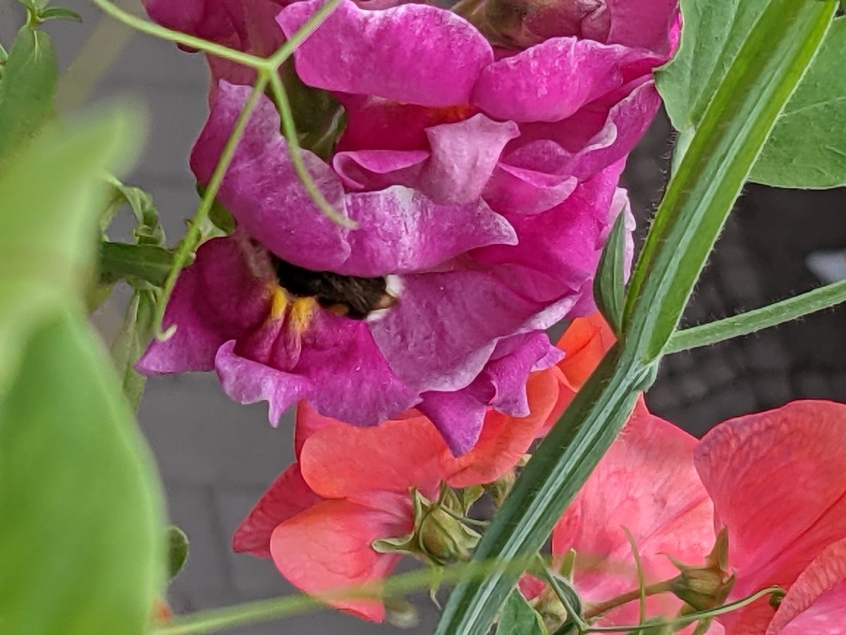 Sprout_Loud's tweet photo. Swedish bumblebees have a white fuzzy butt. THE WORLD NEEDS TO KNOW #bees https://t.co/7NLMA8F1Cq