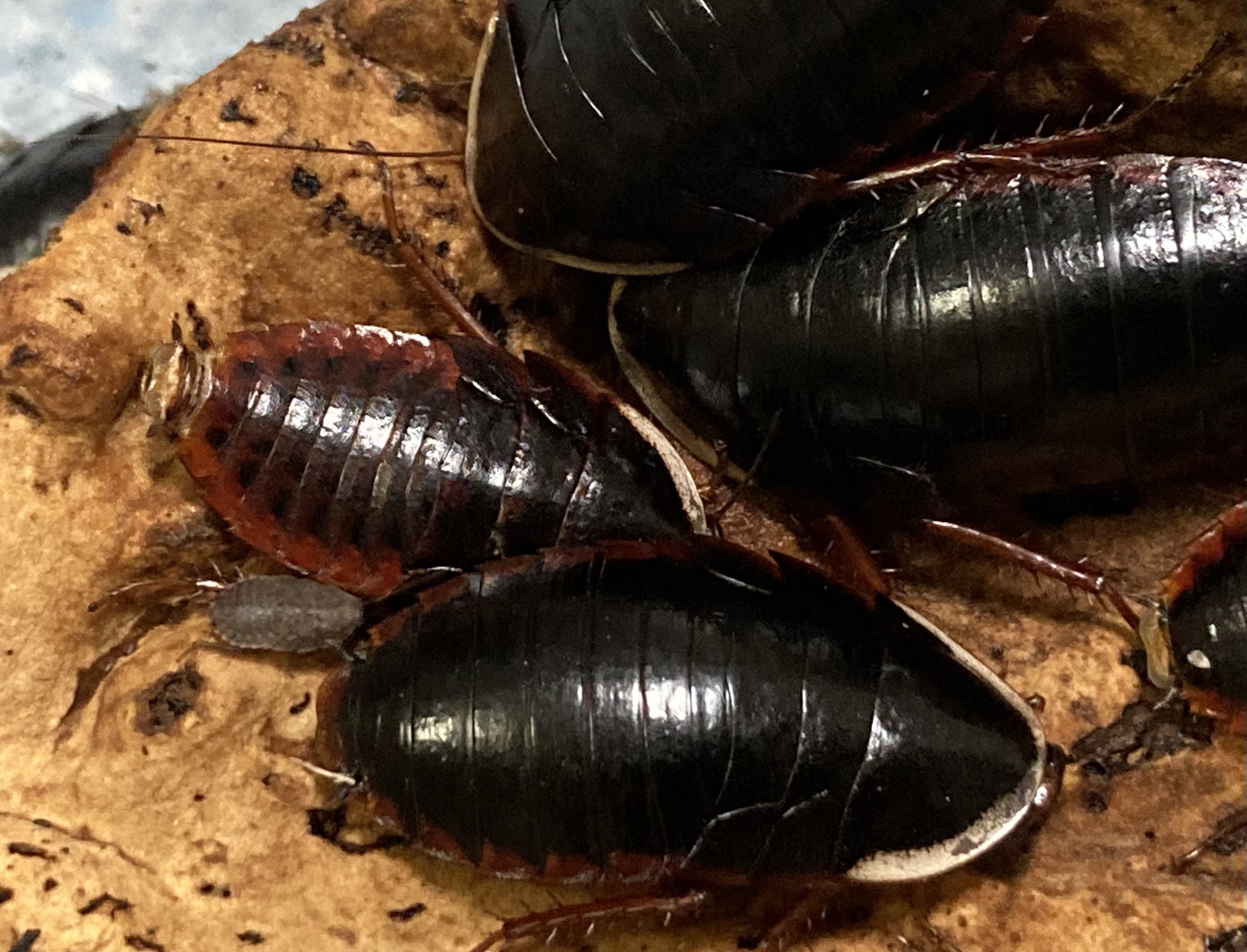 んげ サツマゴキブリは日本のゴキブリの中でもかなり可愛い部類に入ると思います 動きも遅くてとても愛らしいです ツルツルした壁も登るのでそれ系統のゴキブリ入門には良いかと思います T Co Vmantjp5si Twitter