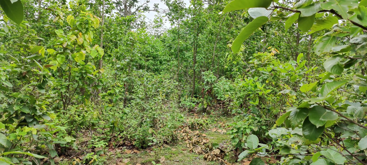 DBalliguda's tweet photo. Pics after fire season 2021.... This forest location was affected by forest fire https://t.co/bQ6hG1Y4K4