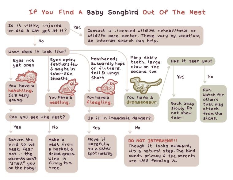 FLAPCanada's tweet photo. Baby bird season is still in full swing. Do you know when a baby bird needs your help and when it’s better to leave them be? Check out this helpful chart from @RosemaryMosco. https://t.co/0az4vw35Rz