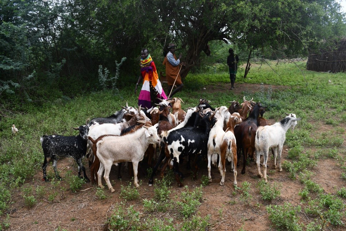 KDRDIP1's tweet photo. AKOROS KITERIENGUNAE WOMEN GROUP SPECIALIZED IN LIVESTOCK TRADE AFTER RECEIVING FINANCIAL SUPPORT FROM KDRDIP https://t.co/QtqOhspan3