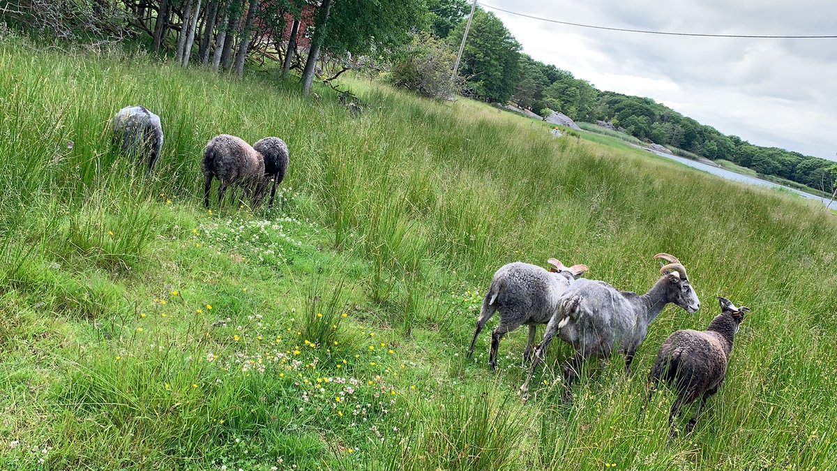 HermanOring's tweet photo. 3 minuters sedan sjöng de kanna på #vålerenga #baggen https://t.co/wqxiGMQHcN