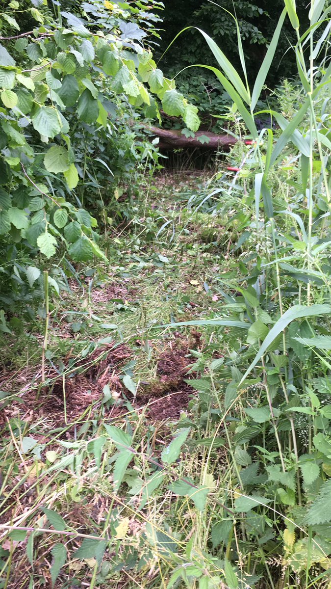 LBFlevoland's tweet photo. De bestrijding van #springbalsemien in het dorpsbos van #Biddinghuizen is succesvol.Op dit plekje is hij verdwenen. Het lijkt een gemakkelijk te bestrijden soort maar in de praktijk is het lastig de laatste exemplaren in de ruigte te vinden. Het is week van de @InvasieveExoten https://t.co/SW745F1usp
