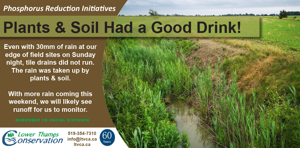 #PhosphorusReduction Initiatives
Even with 30mm of rain at our edge of field sites on Sunday night, tile drains did not run.
Rain was taken up by plants &amp; soil. With more rain coming this weekend, we will likely see runoff for us to #monitor.