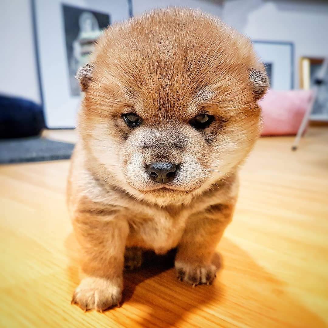DogeJrCoin's tweet photo. @elonmusk @lexfridman papa am I the #Shiba Inu you wanted? #floki #doge #dogejr #ElonMusk https://t.co/qlVw8LnjQR