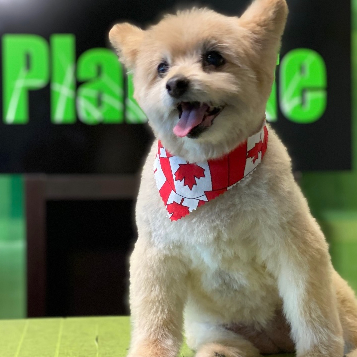 Happy #NationalTakeYourDogToWorkDay from the Plantlife fam! 💚🐶 
-
#plantlifecannabis