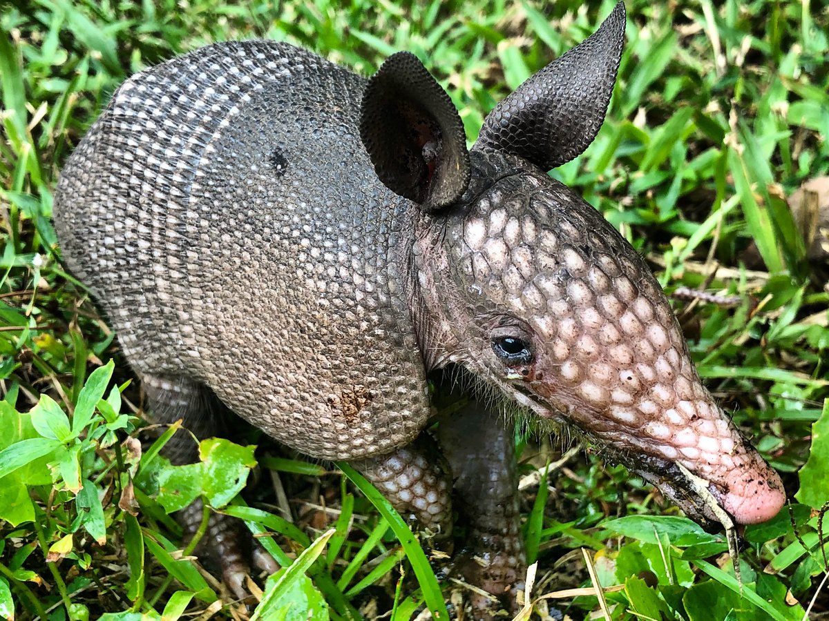 Eulypsa Protocol tweet media