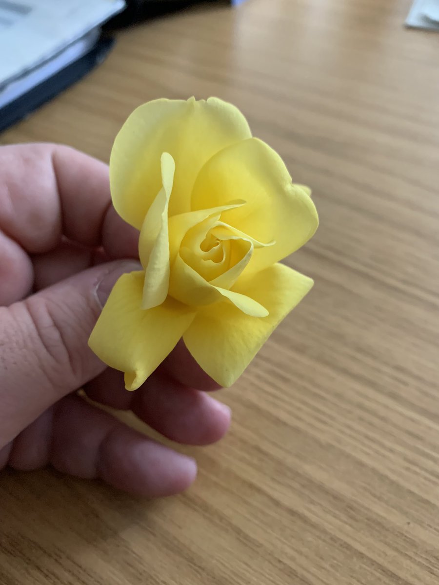 This is what dementia care is all about, patient picked this rose in the garden and sought me out to give it to me.