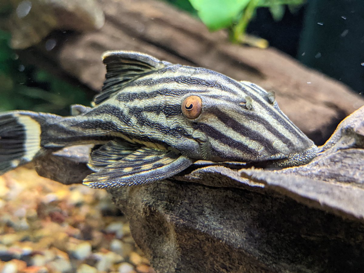 thereefINDY's tweet photo. Need a cool pleco?
We have LOTS of cool plecos!!!

Drop by and check them all out!

#aquariumhobby #aquariumfish #pleco #localfishstore #shoplocalindy #thereefindy #indianapolis #indiana #indy #visitindy #morethancorn https://t.co/G8xbrzRZaA