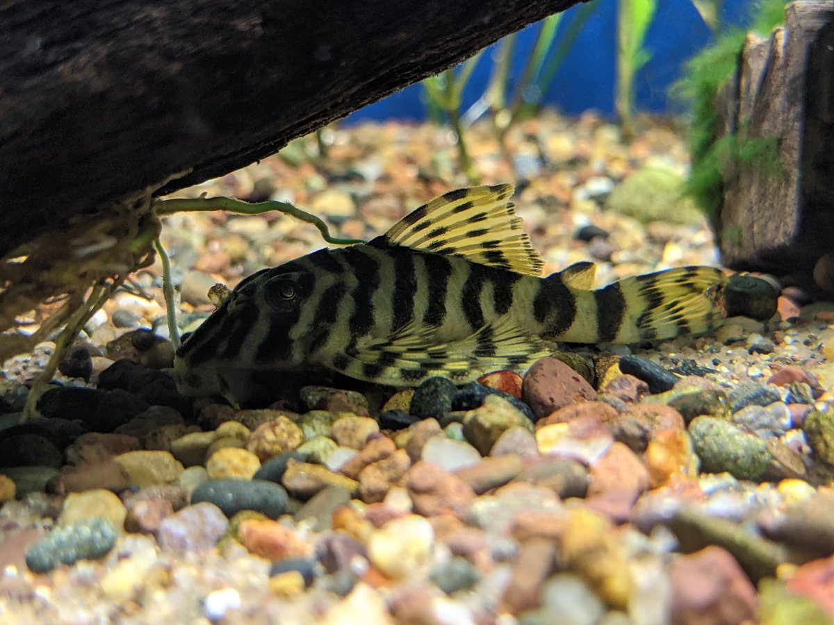 thereefINDY's tweet photo. Need a cool pleco?
We have LOTS of cool plecos!!!

Drop by and check them all out!

#aquariumhobby #aquariumfish #pleco #localfishstore #shoplocalindy #thereefindy #indianapolis #indiana #indy #visitindy #morethancorn https://t.co/G8xbrzRZaA