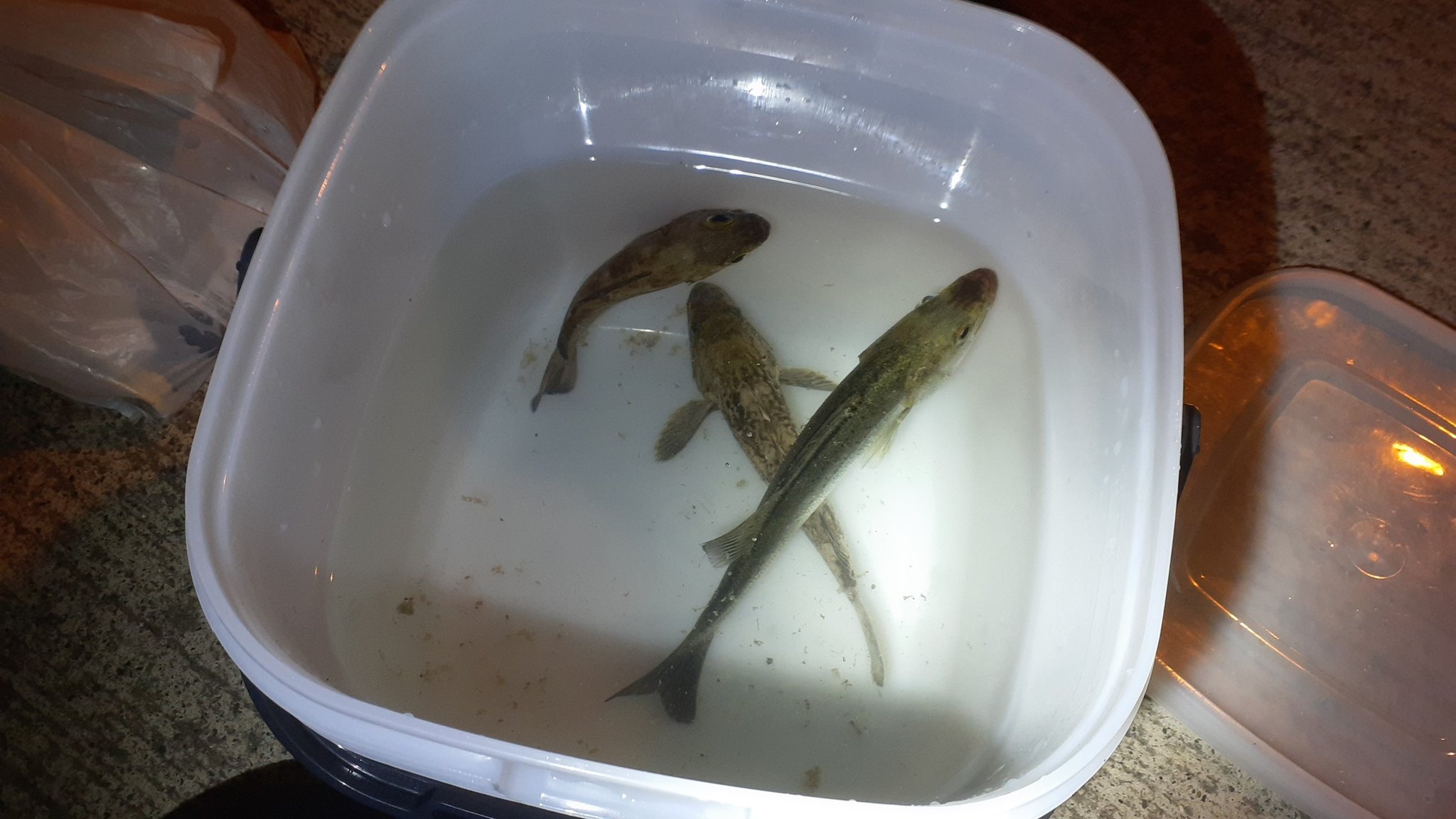 お魚好きの冨さん 那珂湊夜釣り シーバスとメバル二匹 T Co Cr9o3mtvd2 Twitter