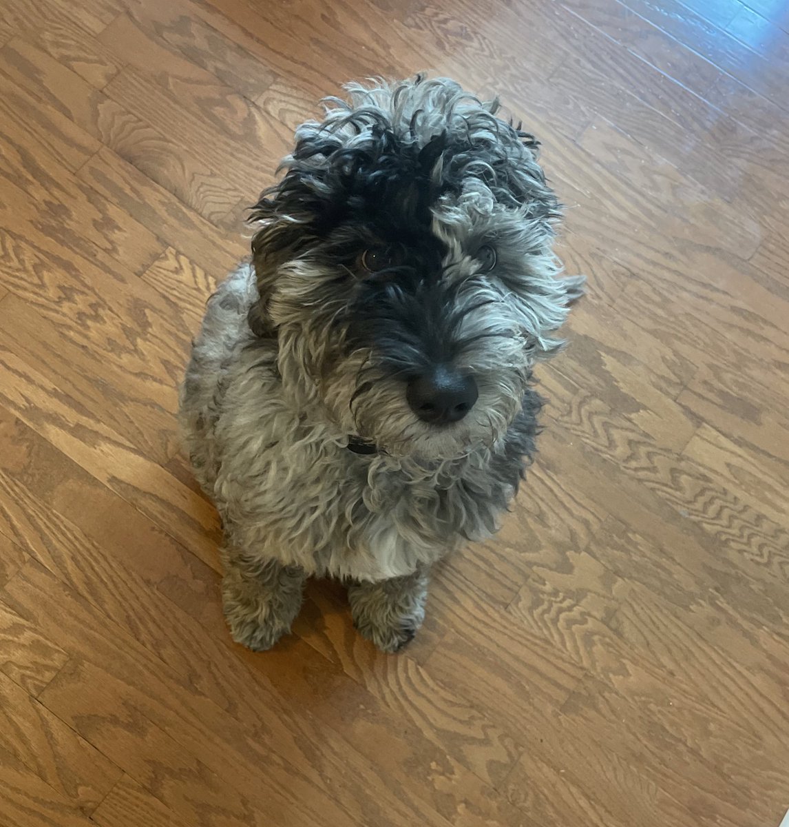 TrustDEprocess's tweet image. This was the moment I had to explain to my child that yes it’s bring your dog to work day, but unfortunately your father works from home Ella #BlessIt