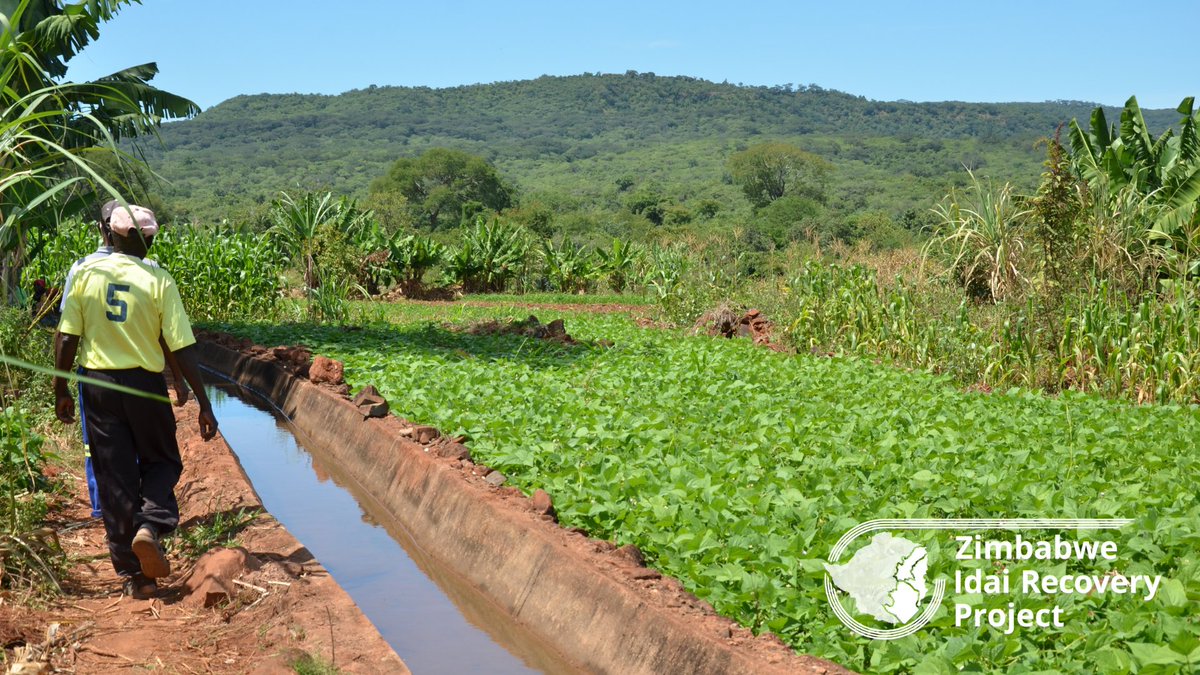 Utilizing medium-term recovery strategies to spur change with <a href="/WFP_Zimbabwe/">WFP Zimbabwe</a>’s  Food Assistance for Assets programme under ZIRP. 

We render food assistance and support rehabilitation of agricultural assets  leading to long term food security returns in Chimanimani and Chipinge.