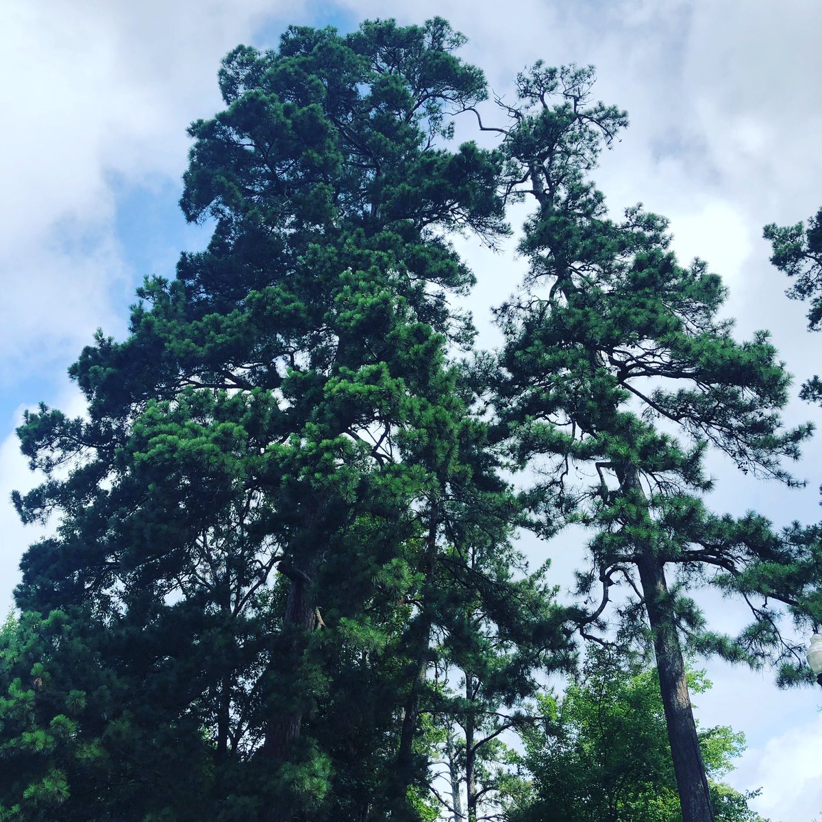 mattadk's tweet photo. 📍 Nacogdoches, Texas https://t.co/YatERsNJdq
