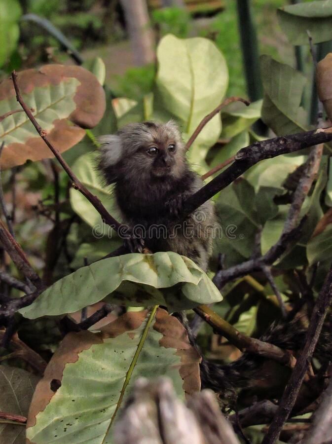Baby marmoset living freely; credit Alucilde Neto, Dreamstime