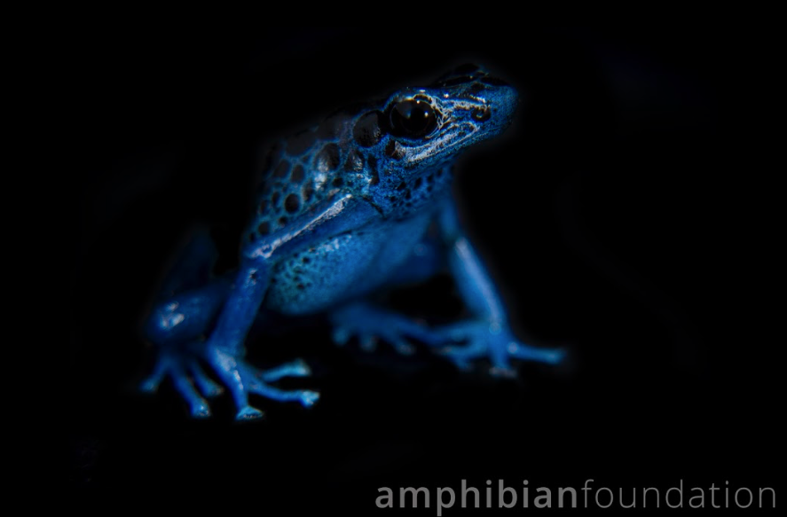 amphibianfound's tweet photo. It's a blue-tiful #FrogFriday! https://t.co/4NXd8nj5fM