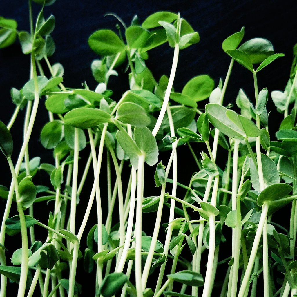 HerbyHut's tweet photo. Peas microgreens, can be used to make smoothies or salads. It regrows in few days, after you harvest them.

@HerbyHut

#pea #Farmers #Vegan #vegano
 #EatLocal #veggies #chef360launch #cheflife

https://t.co/iwS6dyE17q https://t.co/sSUWgiaYIj